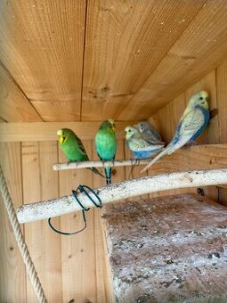 Prodám mladé andulky