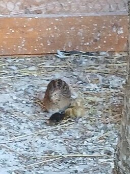 Korely, krepelky činske