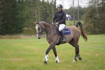 Valach po Cassini's son T