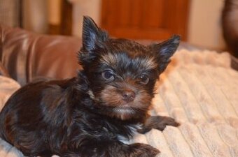 Jorkšírský terier s pp