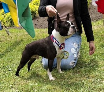 Boston, bostonský terier krytie.