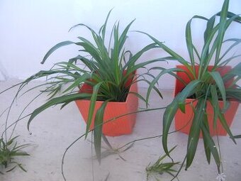 2 x zelenec v retro obalech