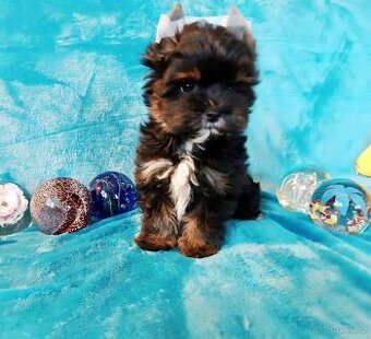 Jorkšírský teriér