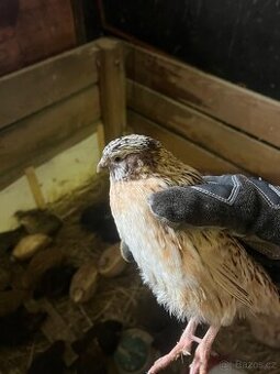 Křepelky - kohoutci