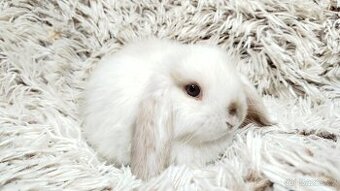 Zakrslý beránek, králíček, králík - LEXA