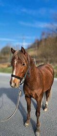 Welsh pony B import z Velké Británie