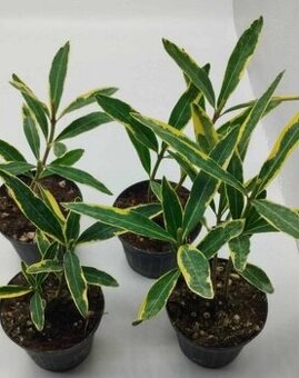Oleandr variegata - panašovaný list