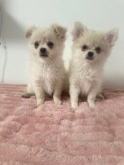 Štěňátka Pomchi - Pomeranian / Čivava