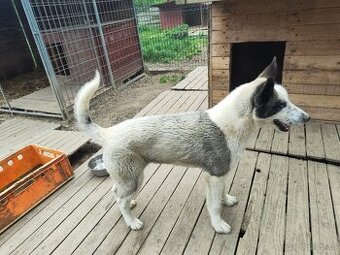Štěně sibiřský husky