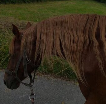 Pony A