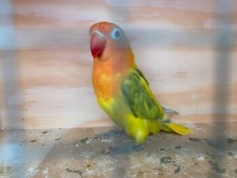 Agapornis