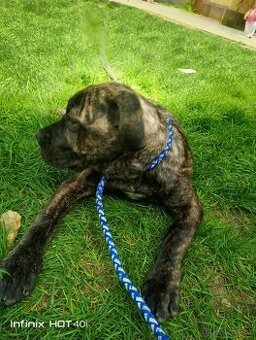 Americký Bandog