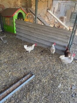 Slepičky leghorn