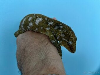 Leachianus MT Koghis 115g