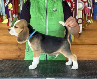 Bigel, bigl, beagle s PP