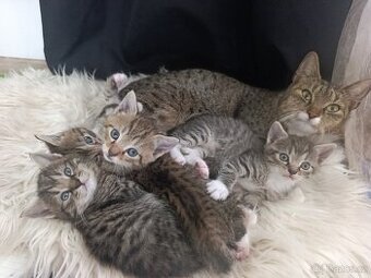 Koťátka k odběru