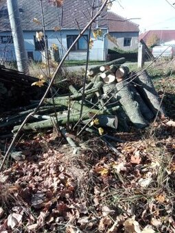 Čerstvě pokácené palivové javorové dřevo