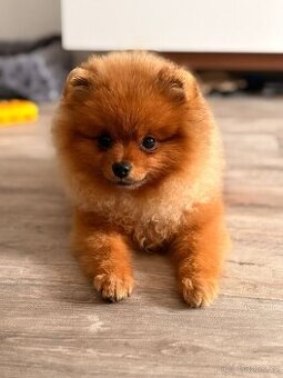 Nabízím štěně pomeraniana s PP