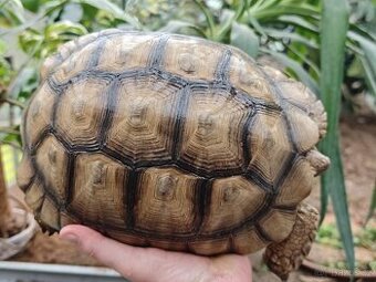 Samice želvy ostruhaté - sulcata