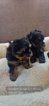 Jorkšírský Yorkšírský teriér mini