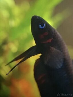 Betta Hendra - POUZE ZKUŠENÝM CHOVATELŮM