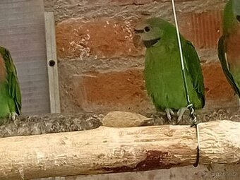 prodám alexandra ružoveho vousateho