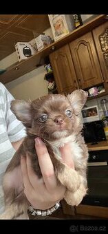 Luxusní chlapeček s PP FCI čivava