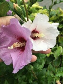 Ibišek venkovní  mrazuvzdorne - 1