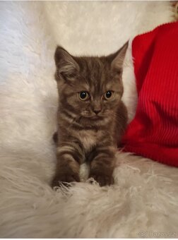 Britská koťata britské kotě