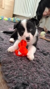 Border kolie s PP (ISDS)