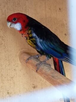 Rosela pestrá černá