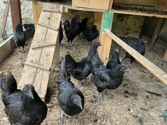 NV, kuřata Ayam Cemani