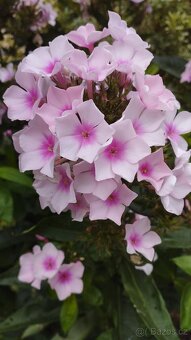 Trvalky, bylinky odběr na jaře