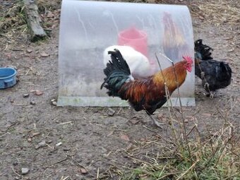 Prodám kohouty