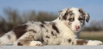 Border collie,, kolia ,kolie