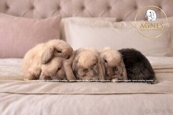 Minilop zakrslý králík doprava po celé ČR