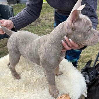 American Bully Micro/exotik