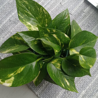 Šplhavnice Epipremnum