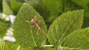 Strašilka australská - Extatosoma tiaratum