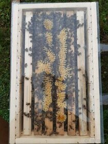 Včelí oddělek RM 39 x 24