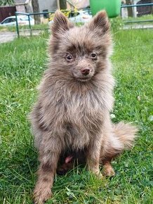 pomeranian merle /pomeranian mini /pomeranian s PP