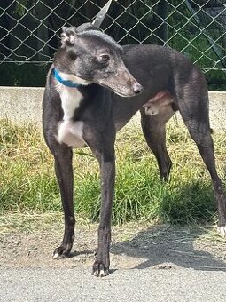 whippet