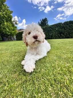 Lagotto Romagnolo s PP - Italský vodní pes