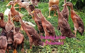 Indický běžec - kachňata hledají nový domov 🦆🦆🦆