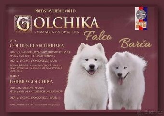 Samojed s PP