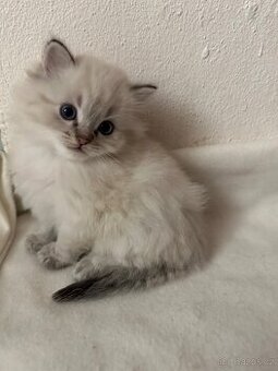 Prodám Ragdoll kotatka