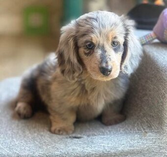 Zdravá štěňata jezevčíka hledají domov.