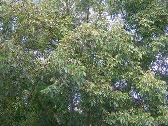 Ořechy tzv.papíráky