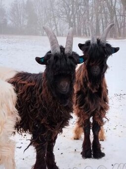 Walliserský kozel s POP - prodej