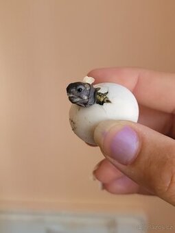 Želvičky zelenavé ,loňská mláďata